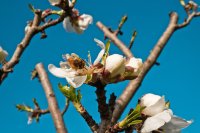 In a world without bees, who will feed humanity?